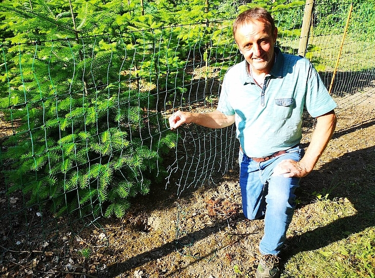 <em>Sabotage?</em> Christbaumkulturbesitzer Hubert Keller zeigt Schnitte im Zaun. Foto: Fritz Thut
