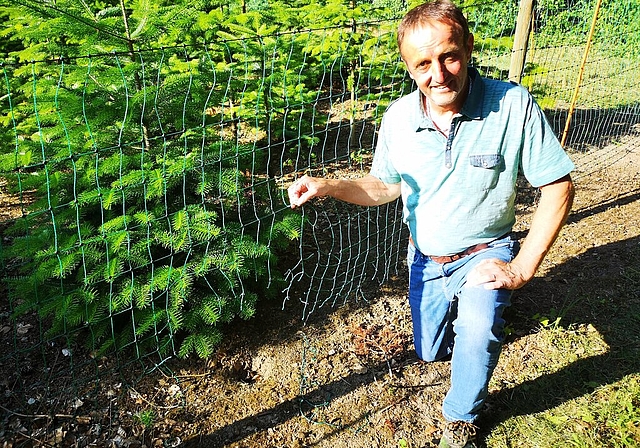 <em>Sabotage?</em> Christbaumkulturbesitzer Hubert Keller zeigt Schnitte im Zaun. Foto: Fritz Thut