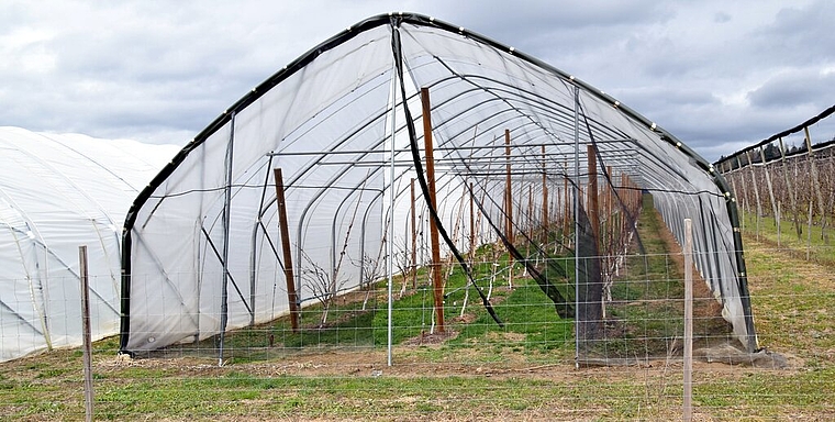 <em>Dank Folientunnels praktisch kein Einsatz von Pflanzenschutzmitteln nötig:</em> Aprikosenplantage in Egliswil.Foto: Toni Widmer