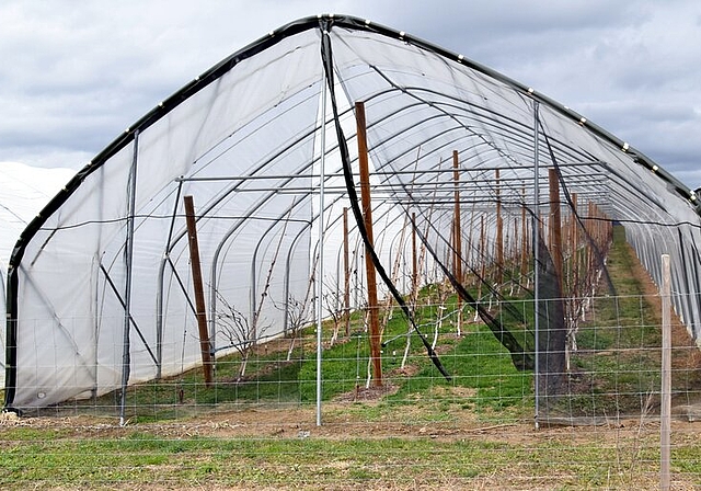 <em>Dank Folientunnels praktisch kein Einsatz von Pflanzenschutzmitteln nötig:</em> Aprikosenplantage in Egliswil.Foto: Toni Widmer