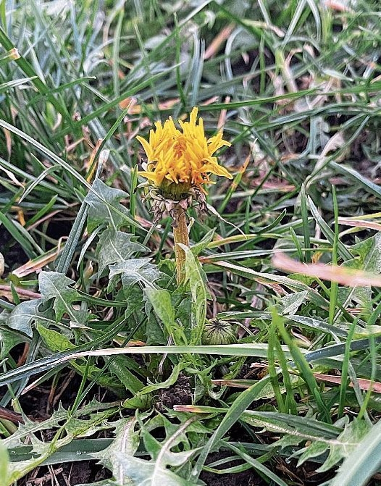 Reaktion auf die warmen Frühlingstage zum Jahreswechsel: Löwenzahnblüte in Hallwil am 5. Januar 2022. Foto: Andreas Walker