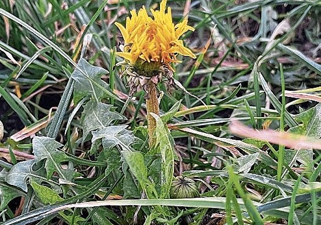 Reaktion auf die warmen Frühlingstage zum Jahreswechsel: Löwenzahnblüte in Hallwil am 5. Januar 2022. Foto: Andreas Walker