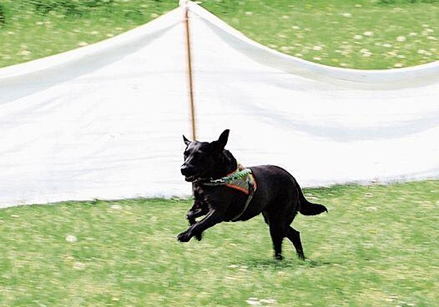 In gestrecktem Galopp: Siena hat die gesuchte Person entdeckt. Foto: Deborah Bläuer
