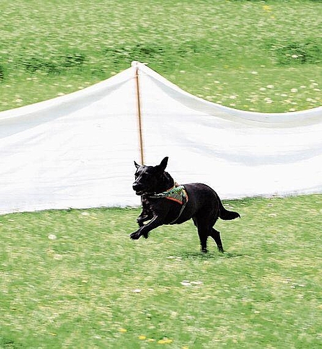 In gestrecktem Galopp: Siena hat die gesuchte Person entdeckt. Foto: Deborah Bläuer
