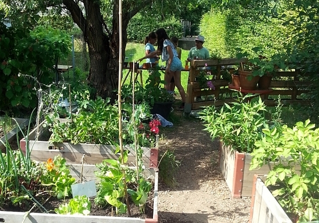 Sinnvolle Beschäftigung: Das Projekt Gartenkind bei der Schule Lenzhard in Lenzburg will man um ein Gartenhaus erweitern.Foto: zvg