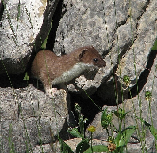 <em>Kleinstes Raubtier:</em> Ein Mauswiesel in einer Steinmauerritze. Foto: Ueli Rehsteiner