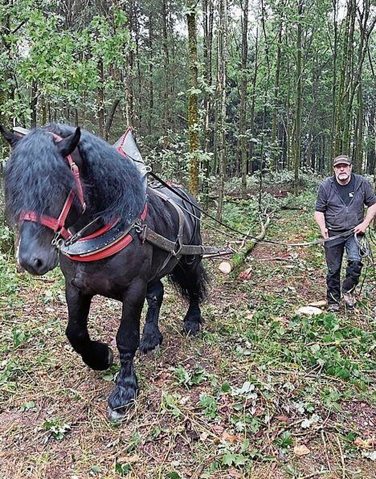 Arbeit wie früher: «Waldtraktor» mit einem einzigen PS. Foto: Museum Burghalde