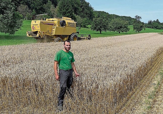 Verluste wegen später Ernte: Landwirt Roland Urech vor seinem Kornfeld in Hallwil, das mit dem Mähdrescher geerntet wird. Foto: Andreas Walker
