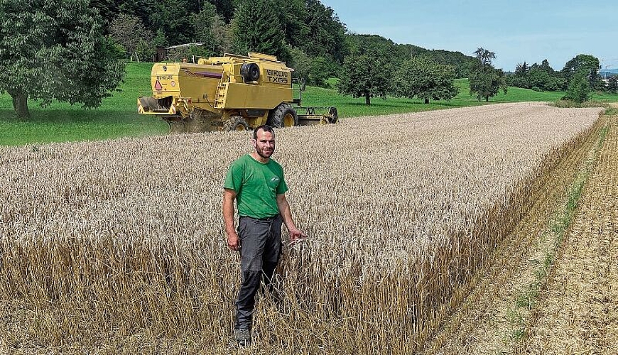 Verluste wegen später Ernte: Landwirt Roland Urech vor seinem Kornfeld in Hallwil, das mit dem Mähdrescher geerntet wird. Foto: Andreas Walker
