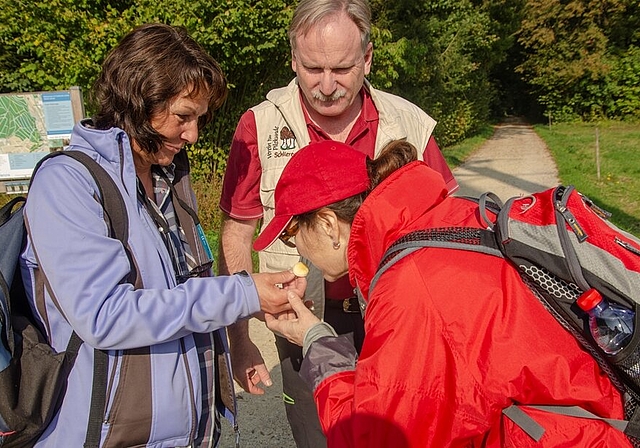 <em>Riecht leicht nach Marzipan: </em>Der Pilzprofi erkennt viele Pilze schon am Geruch. Foto: Peter Winkelmann
