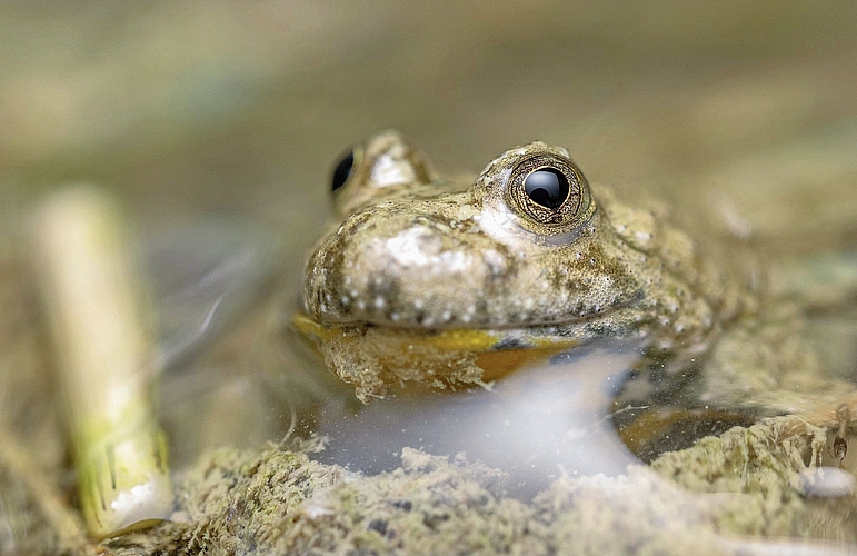 Klein, aber auffällig: Die Gelbbauchunke.Foto: zvg 