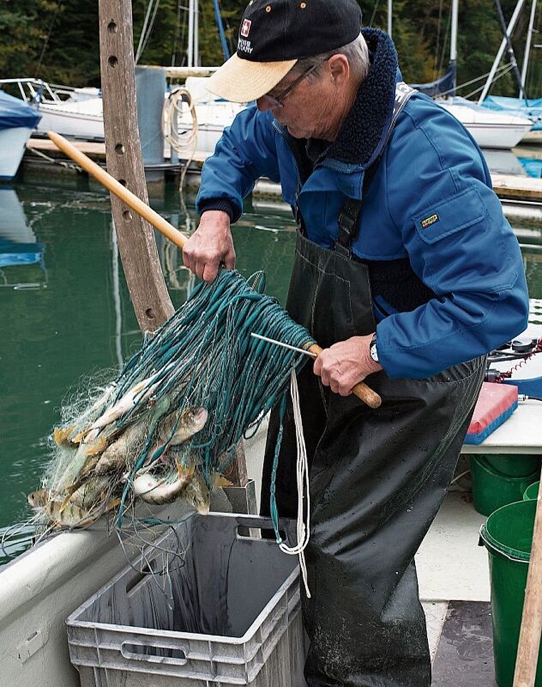 Ein Bild aus besseren Zeiten: Hallwilersee-Berufsfischer Ernst Fischer im Jahre 2014 mit einem ansehnlichen Fang. Archivfoto: Jiri Reiner