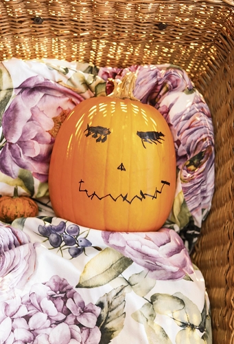 Gemütlich eingebettet: Kürbis mit Charakter.Foto: Romi Schmid 