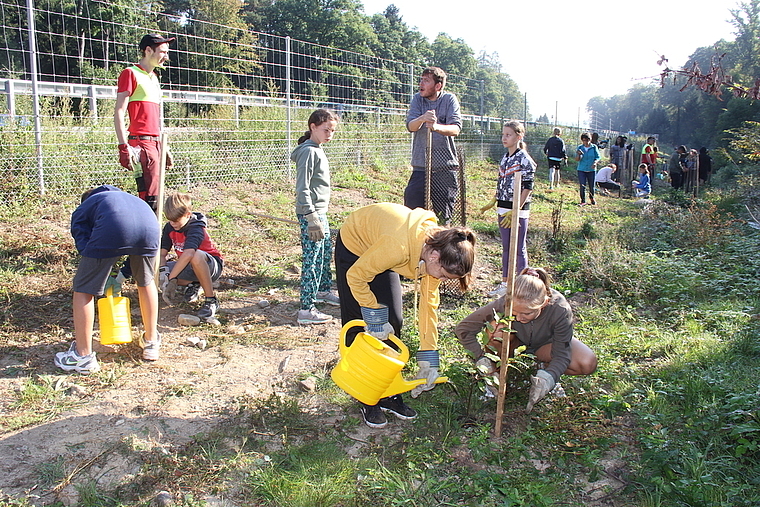 Bestens instruiert, dann eifrig am Werken: Schüler bepflanzen am Waldtag die ausgediente Baupiste. Foto: Alfred Gassmann