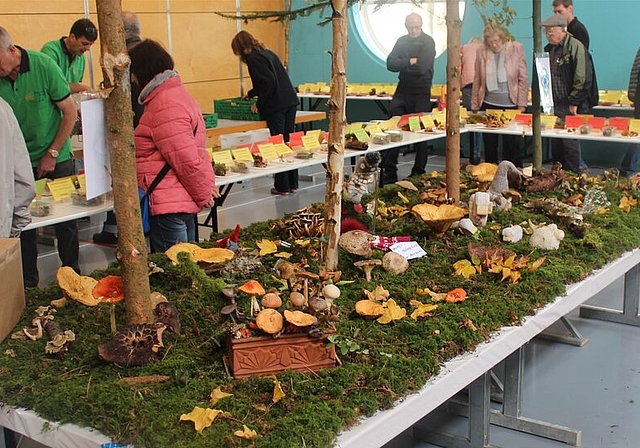 Grosse Vielfalt: Pilzausstellung des Pilzvereins Seetal in der Meisterschwander Mehrzweckhalle. Foto: Alexander Studer