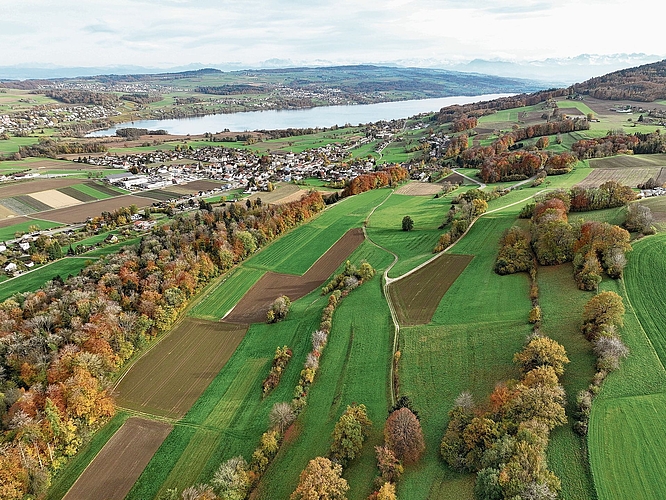 Herbst:  Die Bäume leuchten in allen Farben, bevor sie das Laub abwerfen.Foto:  Andreas Walker