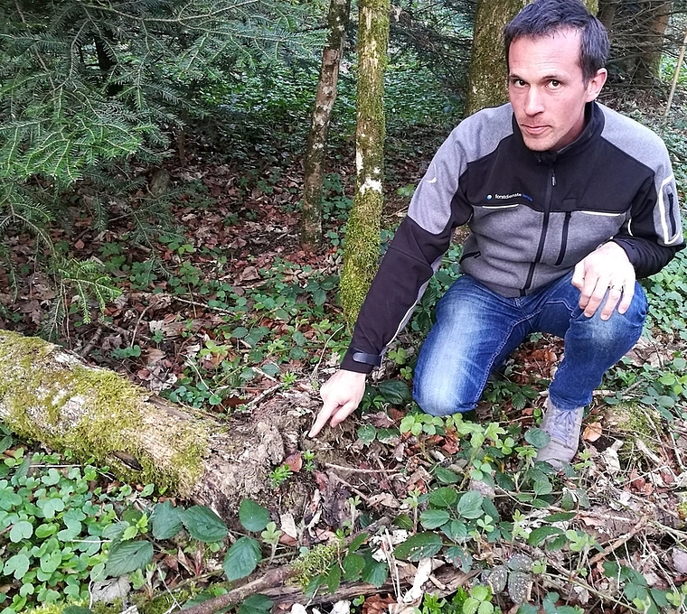 Auswirkungen der Eschenwelke: Markus Dietiker zeigt bei einer umgefallenen Esche auf die abgestorbenen Wurzeln. Foto: Fritz Thut