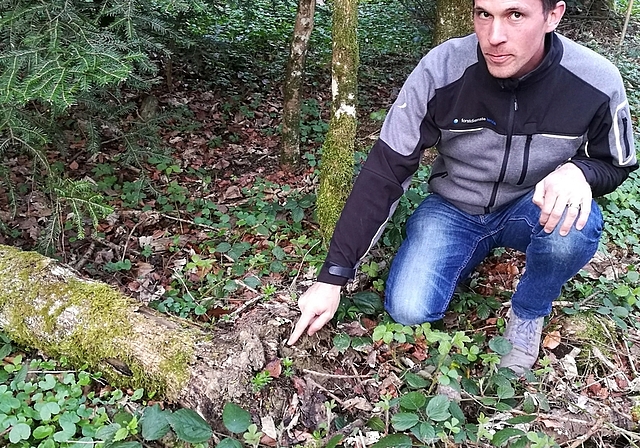 Auswirkungen der Eschenwelke: Markus Dietiker zeigt bei einer umgefallenen Esche auf die abgestorbenen Wurzeln. Foto: Fritz Thut