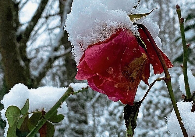 Kam diesen Winter früh und blieb länger liegen: Der Schnee, hier auf einer Rose in Hallwil. Foto: Andreas Walker
