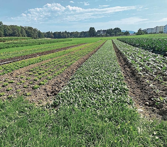 Gemüsegarten: Auf die ALA23 hin ist fast alles erntebereit.Foto: Hanny Dorer