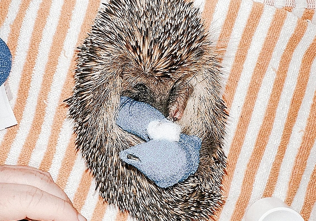 Igel Karla kam unterernährt und dehydriert auf die Igelstation der Igelhilfe Mittelland.Foto: zvg