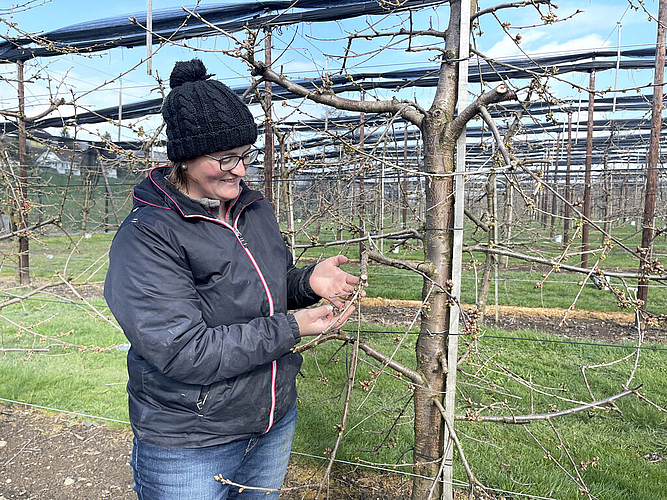 Knospen weitgehend gerettet: Christa Siegrist inspiziert Kirschblüten. Foto: Andreas Walker
