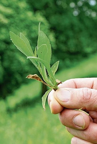 Unscheinbar: Ohne Blüte ist das Einjährige Berufkraut kaum auszumachen.Foto: Romi Schmid