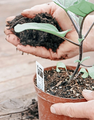 Mit geübten Handgriffen wird eingepflanzt.Foto: rsc 