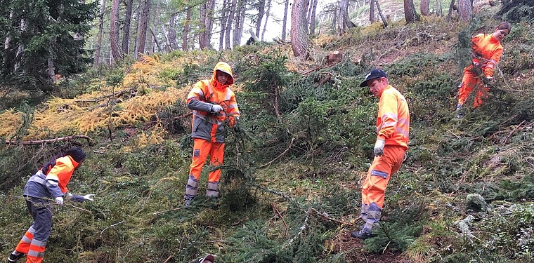 <em>An einem Lagertag wurden herumliegende Äste im Wald eingesammelt: </em>Die Lernenden bei ihrer Arbeit.Foto: zvg