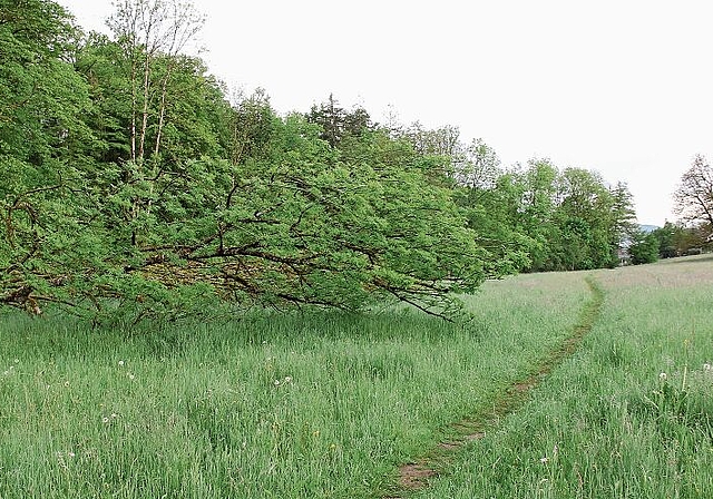 Erst der Anfang: Die Aabachmatte wird sich auf Teilflächen wandeln und verändern. Foto: Alfred Gassmann