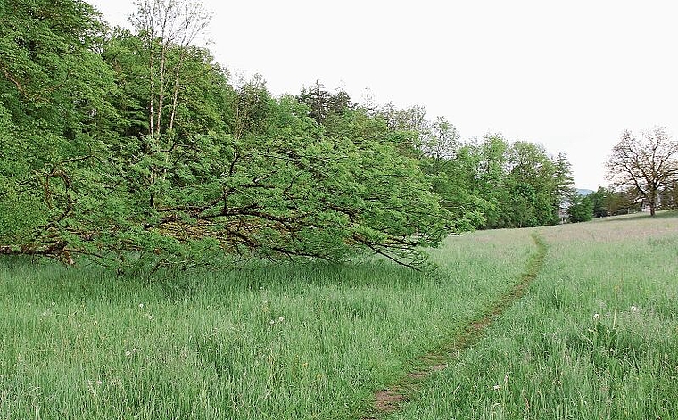 Erst der Anfang: Die Aabachmatte wird sich auf Teilflächen wandeln und verändern. Foto: Alfred Gassmann