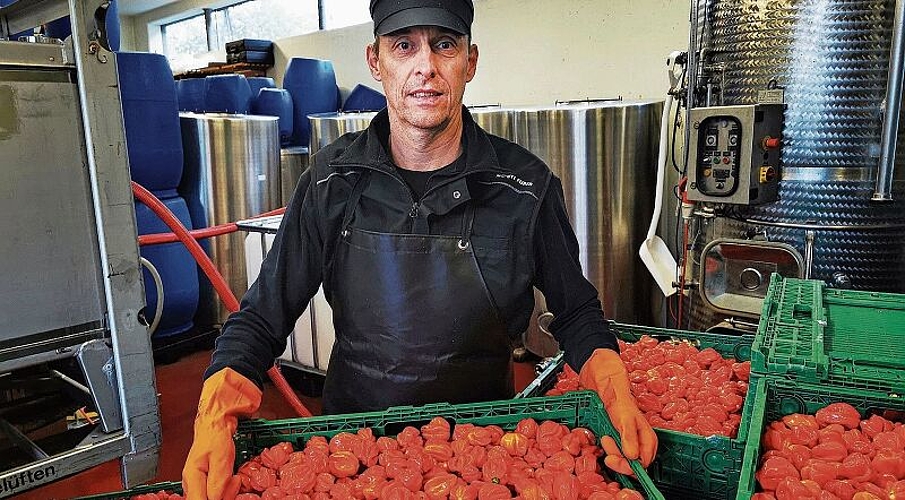 Innovativ und heimatverbunden: Pascal Furer beim Einmaischen der scharfen Aargauer Chilis in seiner «Mosti» in Staufen. Foto: Fritz Thut
