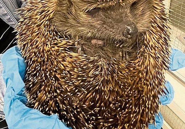 Stachelig: Igel aus der Box. Foto: Andreas Walker

