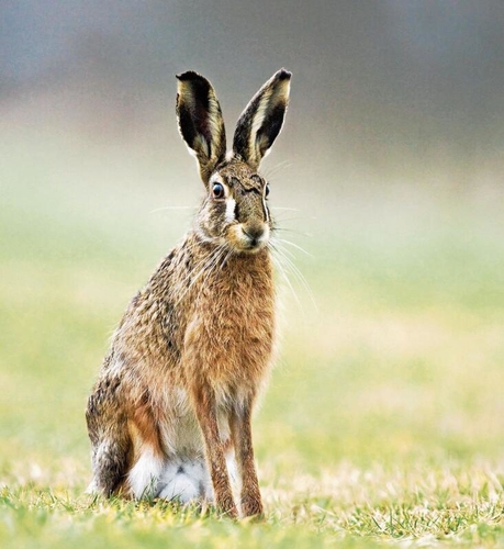 Werner Werder von der Stiftung Wildtiere auf der Suche nach einem Feldhasen.Foto: zvg