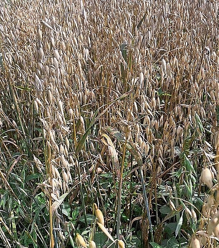 Hafer: Findet sowohl in süssen als auch in salzigen Gerichten Verwendung – etwa in Birchermüesli oder Hafersuppe.Foto: Hanny Dorer