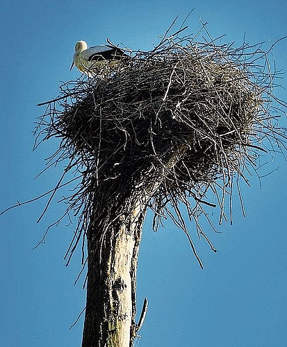 Er hat die Übersicht: Der Storch hat sein Nest auf einem hohen Stamm gebaut. Foto: Fritz Thut
