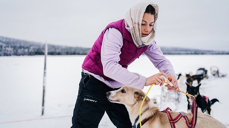 <em>Macht den letzten ihrer Huskys für die Tour bereit: </em>Barbara Studer beim Anleinen.