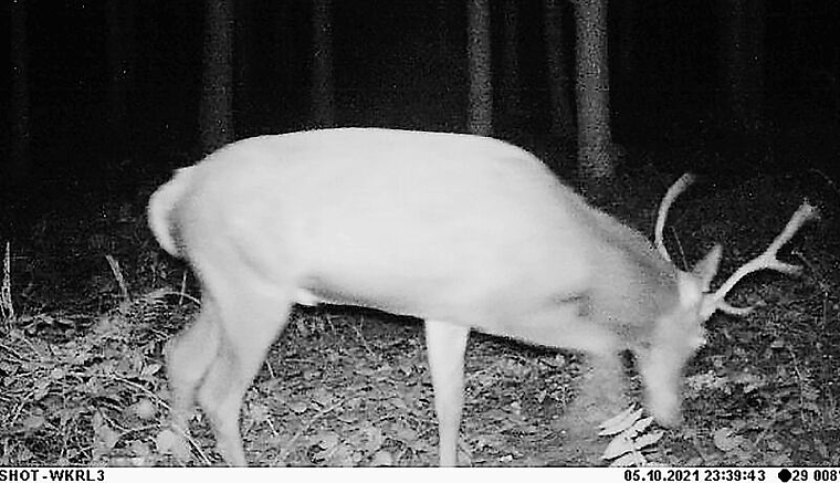 Seltener Schnappschuss der Wildtierkamera: Ein junger Rothirsch auf der Pirsch in der Region. Foto: zvg