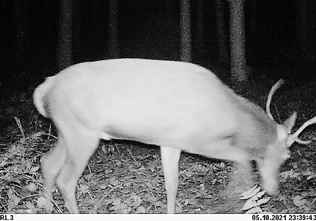 Seltener Schnappschuss der Wildtierkamera: Ein junger Rothirsch auf der Pirsch in der Region. Foto: zvg