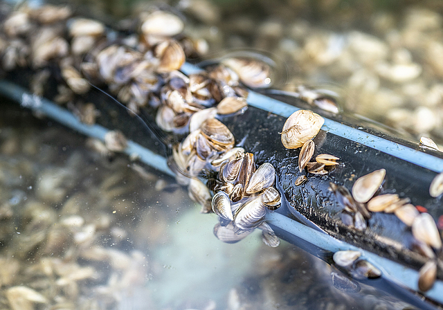Können in Leitungen grosse Schäden anrichten: Quagga-Muscheln. Foto: Andrea Stalder