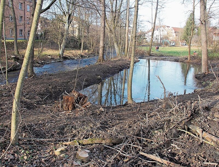 Ausgelichtet und heller: Die Geissmatt in Seon ist auf dem Weg zu einem Naturparadies. Foto: Alfred Gassmann