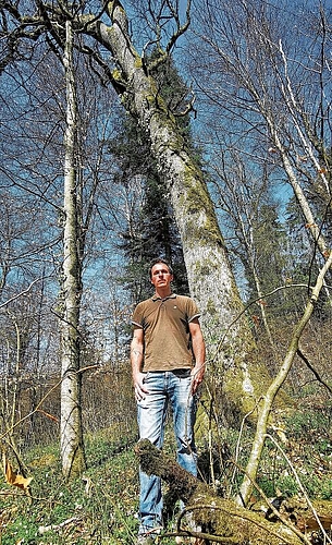 Projektleiter von «Himmlische Eichen»: Markus Dietiker vor der Eiche 308 im Lütisbuech-Wald bei Lenzburg. Foto: Fritz Thut
