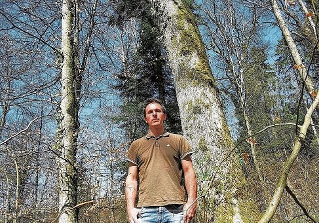 Projektleiter von «Himmlische Eichen»: Markus Dietiker vor der Eiche 308 im Lütisbuech-Wald bei Lenzburg. Foto: Fritz Thut
