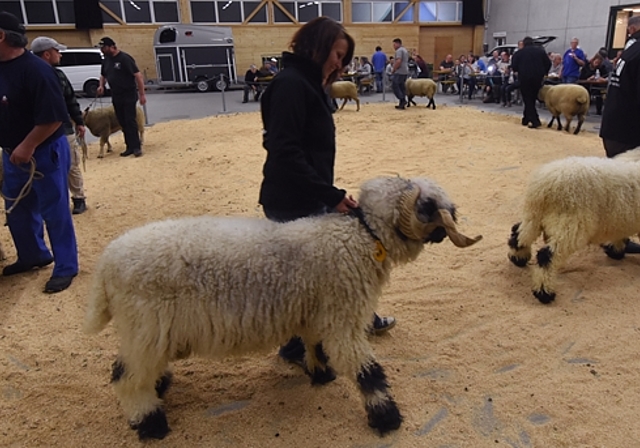 <em>Präsentation der Schafe: </em>Die Tiere wurden in der Arena nach verschiedenen Kategorien präsentiert. Fotos: Andreas Walker