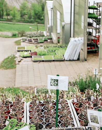 Farbenfrohe Vielfalt.Foto: Romi Schmid 