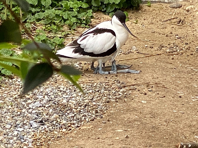 In neuer Obhut: Etwa dieser halbwüchsige Säbelschnäbler in der Schloss-Voliere. Foto: zvg