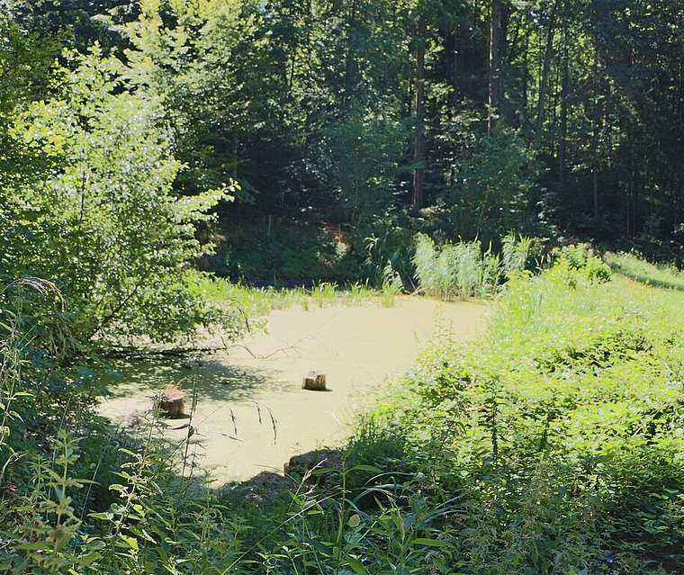 Wasser oder Wiese? Der Schützenmeisterweiher war bis vor kurzem kein schöner Anblick mehr. Das soll sich nun ändern. Foto: Melanie Solloso