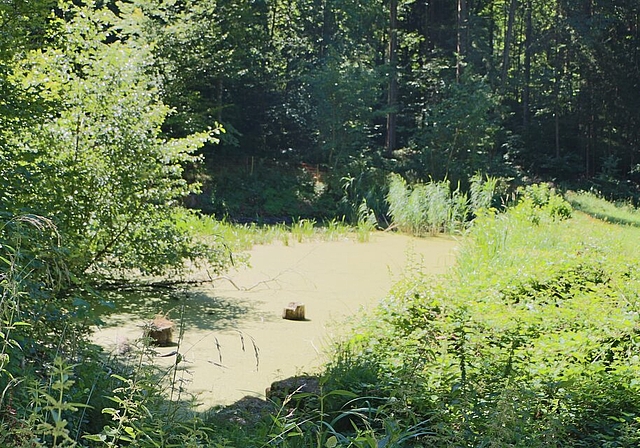 Wasser oder Wiese? Der Schützenmeisterweiher war bis vor kurzem kein schöner Anblick mehr. Das soll sich nun ändern. Foto: Melanie Solloso
