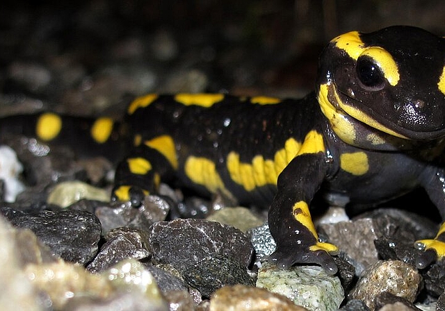 <em>Sind vor allem in der Nacht aktiv:</em> Ein in Hallwil lebender Feuersalamander. Foto: Andreas Walker
