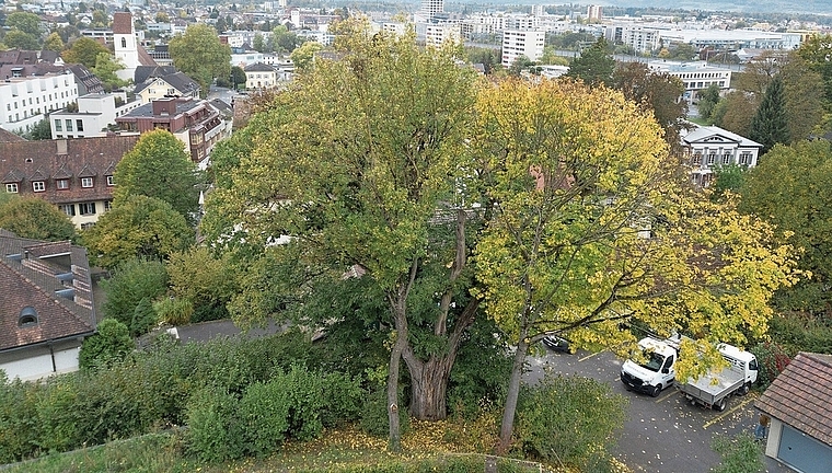 Alt und krank: Edelkastanie am Lenzburger Steinbrüchliweg 12.Foto: Michael Küng